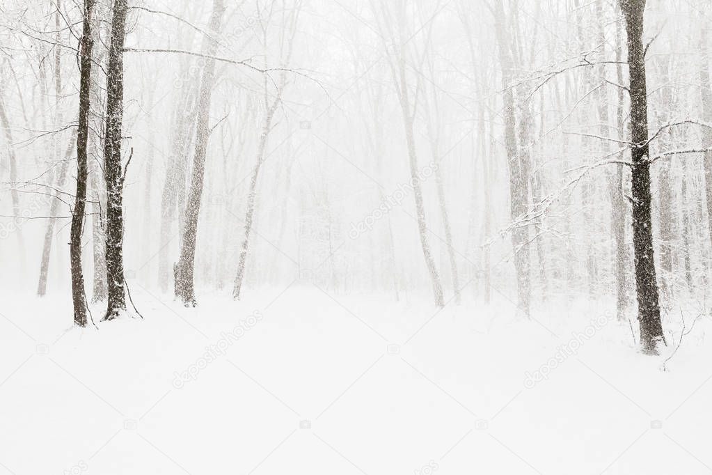 Winter snow covered forest. Beauty nature background