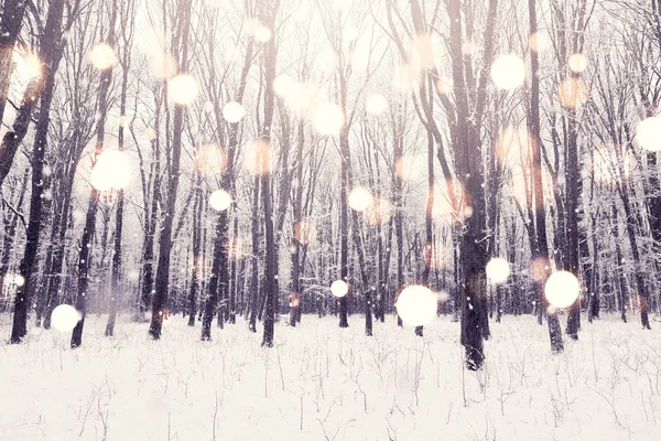 Зимовий Сніг Вкрив Ліс Краса Природа Фон — стокове фото