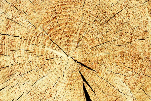 Brown Cross Section Split Tree Trunk Background — Stock Photo, Image