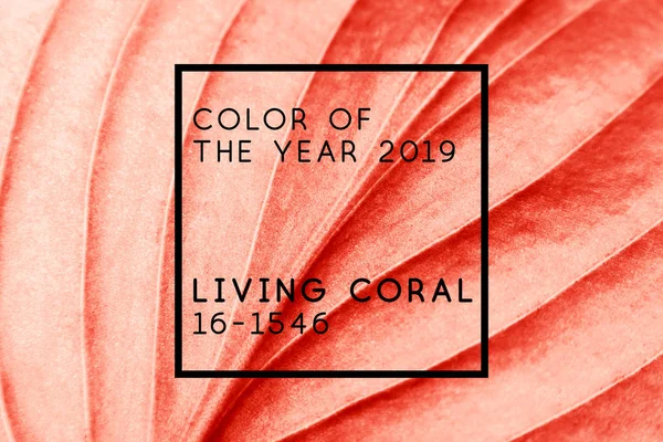 Yaşam mercan yaprak arka plan. Yıl 2019 yaşam mercan 16-1546 rengini