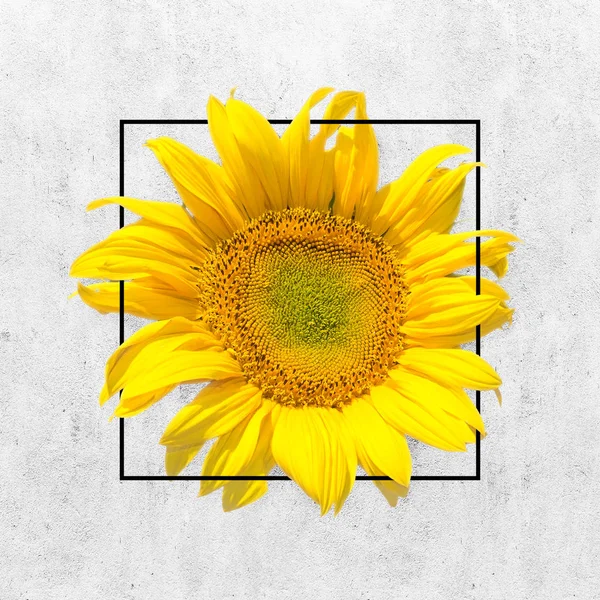 Sunflower — Stock Photo, Image