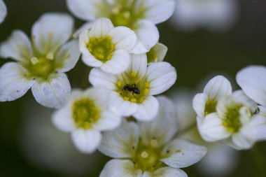 karınca bahar çiçekleri ormanın içinde için