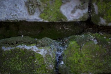 moss yakın çekim, yosun, örümcek ağları üzerinde evin eski duvar tuğla tuğla