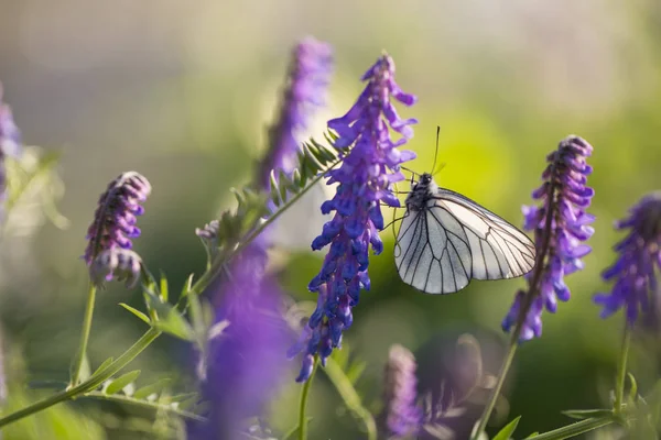 White Butterfly Sitting Flower — Stock Photo, Image