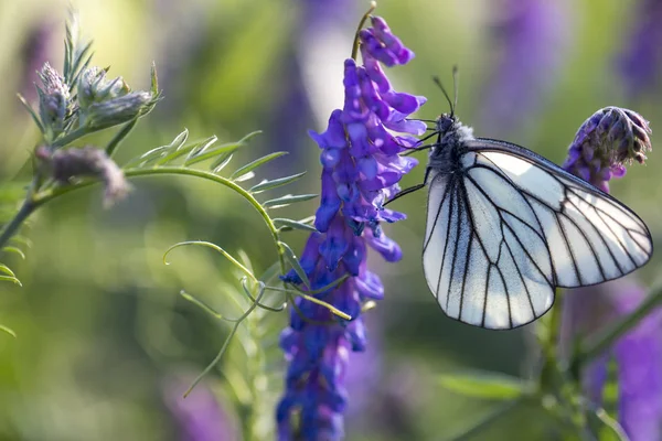 White Butterfly Sitting Flower — Stock Photo, Image