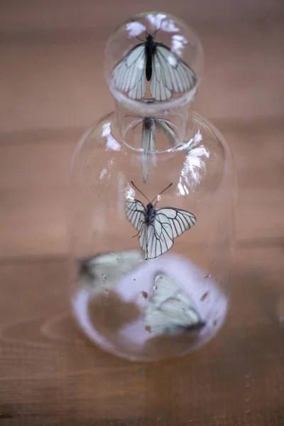 Бабочки Пойманные Банку Белая Бабочка Сидящая Банке Символ Лишения Свободы — стоковое фото