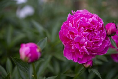Şakayık kapatın - kadar yaz bahçede. şakayık, tıbbi bitki ve çok lezzetli kokulu özellikle yaz aylarında, buketler için