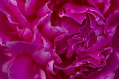 Şakayık kapatın - kadar yaz bahçede. şakayık, tıbbi bitki ve çok lezzetli kokulu özellikle yaz aylarında, buketler için