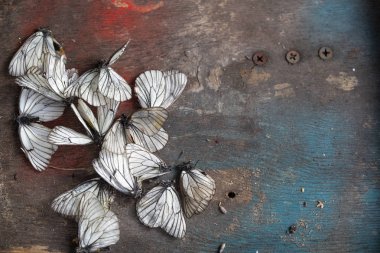 dead white butterflies on a faded wooden background. a symbol of the withering of summer, environmental problems, the dying of nature. clipart