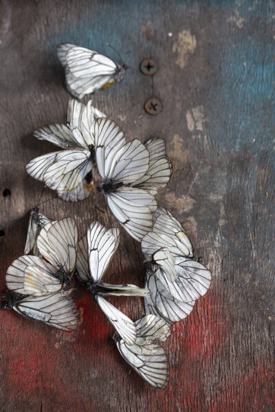 мертвые белые бабочки на выцветшем деревянном фоне. символ увядания лета, экологических проблем, смерти природы
.