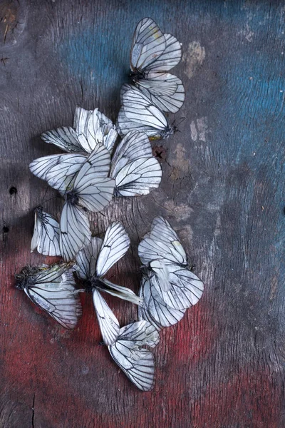 Papillons Blancs Morts Sur Fond Bois Fané Symbole Dépérissement Été — Photo