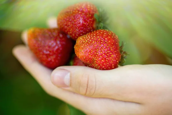 strawberries in hand on a green summer background
