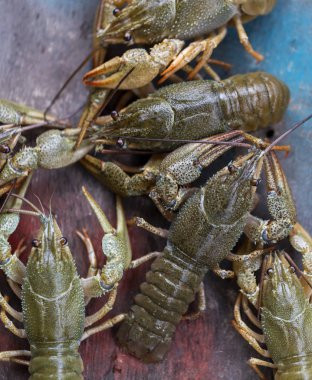 beer.cancer için canlı yengeçler, lezzetli yemek, meze