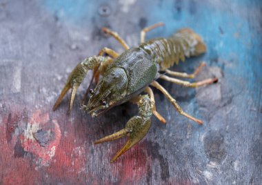 beer.cancer için canlı yengeçler, lezzetli yemek, meze