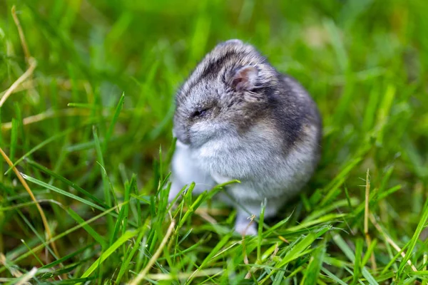 Hamster Qui Court Sur Herbe Fraîche — Photo