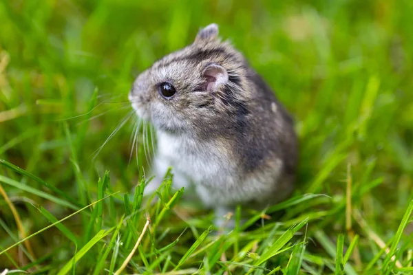 Hamster Som Springer Runt Det Färska Gräset — Stockfoto