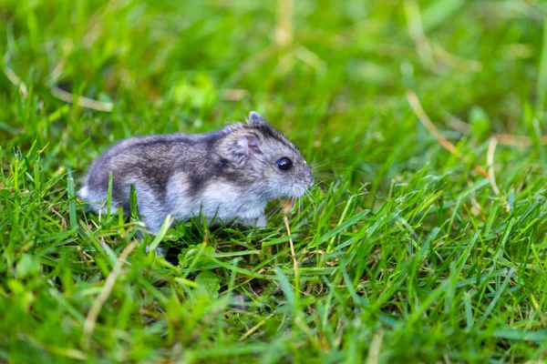 taze çimenlerin üzerinde koşturup hamster
