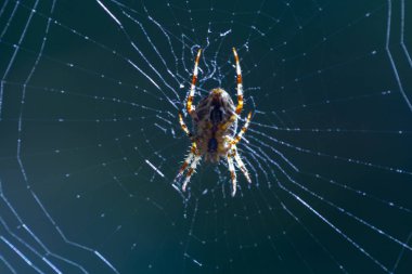 örümcek tarama web ve örümcek ağı içinde kapatıyoruz