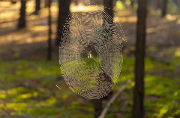 蜘蛛爬行网络和蜘蛛网关闭 — 图库照片