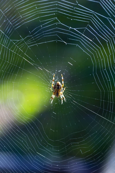 Pók Mászik Web Pókháló Közelről — Stock Fotó