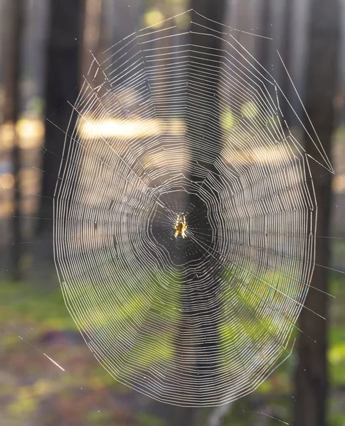 spider crawling in web and spider web close up