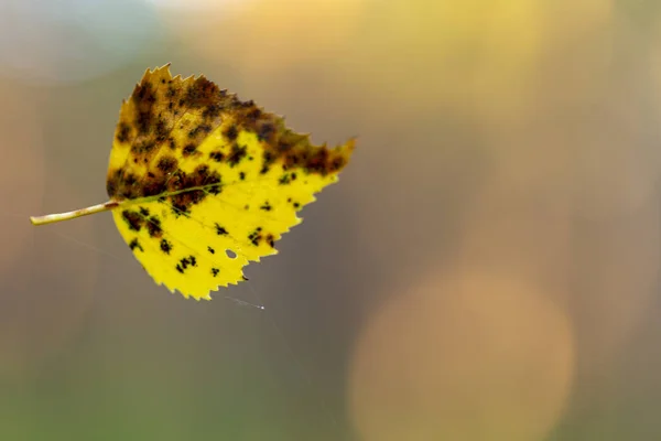 Feuille Automne Toile — Photo