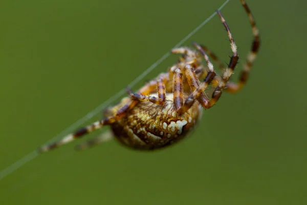 Araignée Rampant Dans Toile Toile Araignée Gros Plan — Photo