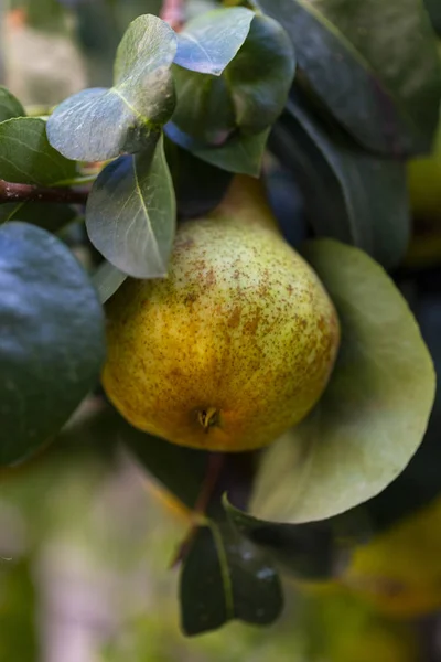 Bio Körte Pear Tree Közelről — Stock Fotó