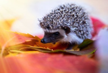 sonbaharda küçük kirpi yakın çekim yaprakları