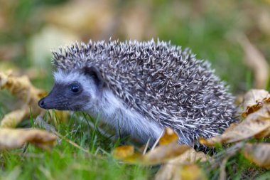 çim üzerinde sonbahar ormanında kirpi