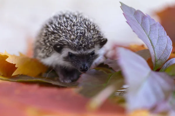 Kleine Egel Herfst Bladeren Close — Stockfoto