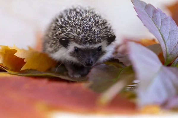 Pequeño Erizo Las Hojas Otoño Primer Plano — Foto de Stock