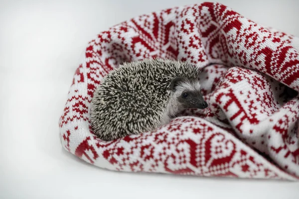 クリスマスの赤いスカーフに包まれたハリネズミ — ストック写真