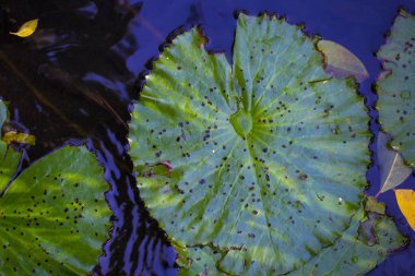 Asya'da bir havuzda pembe nilüferler