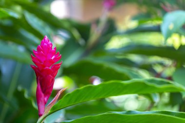 tropik çiçekler doğaya yakın çekim