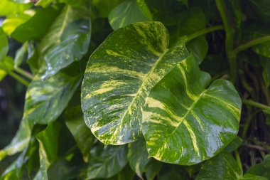 tropik çiçekler doğaya yakın çekim