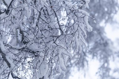 karlı bir ormanda kar yakın çekim