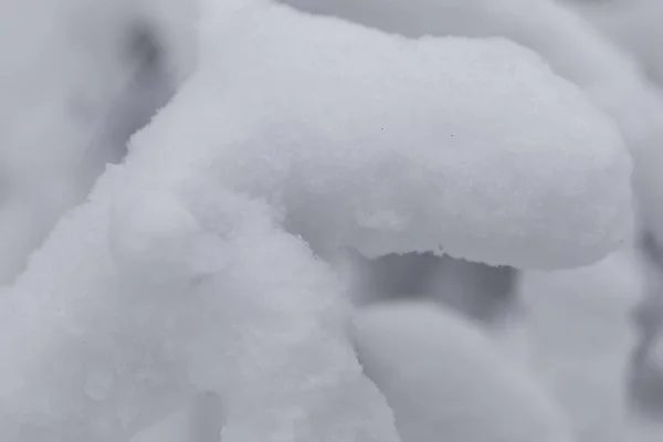 Снежный Крупный План Заснеженном Лесу — стоковое фото