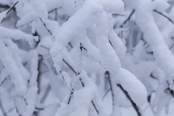 Снежный Крупный План Заснеженном Лесу — стоковое фото
