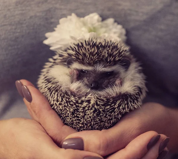 Hedgehog Hand Close — Stock Photo, Image