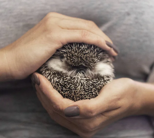 Hedgehog Hand Close — Stock Photo, Image