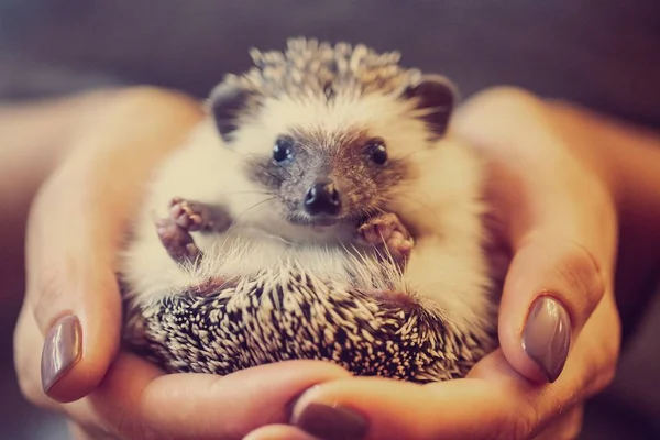 Hedgehog Hand Close — Stock Photo, Image