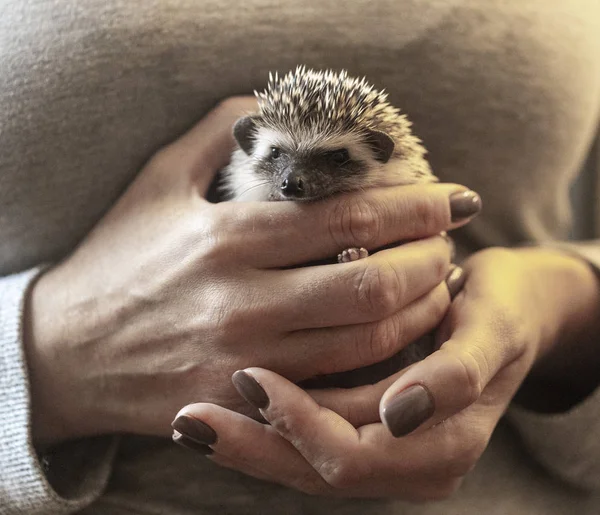 hedgehog in hand close-up