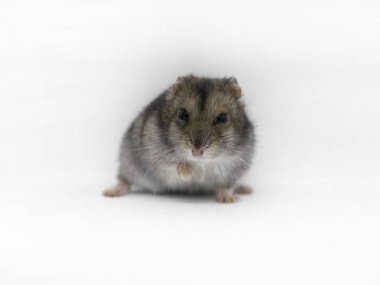 Syrian hamster close-up on white background