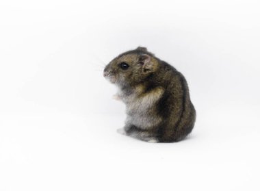 Syrian hamster close-up on white background