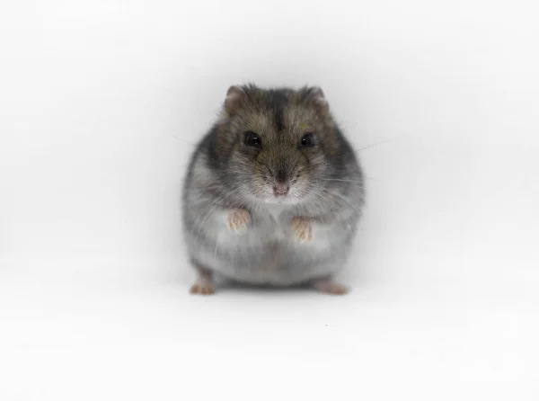 Syrian Hamster Close White Background — Stock Photo, Image