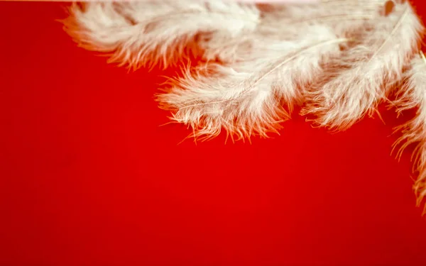 バレンタインの日に羽と赤いテクスチャ — ストック写真