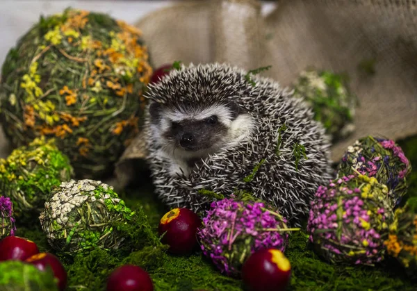 Egel Heldere Decoraties Van Mos Bloemen — Stockfoto