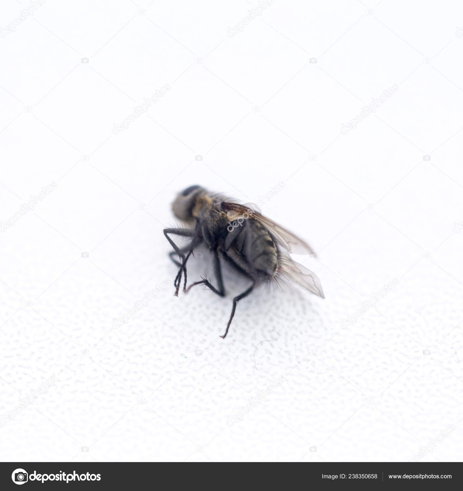 Dead Fly White Windowsill Stock Photo C Nadyginzburg 238350658