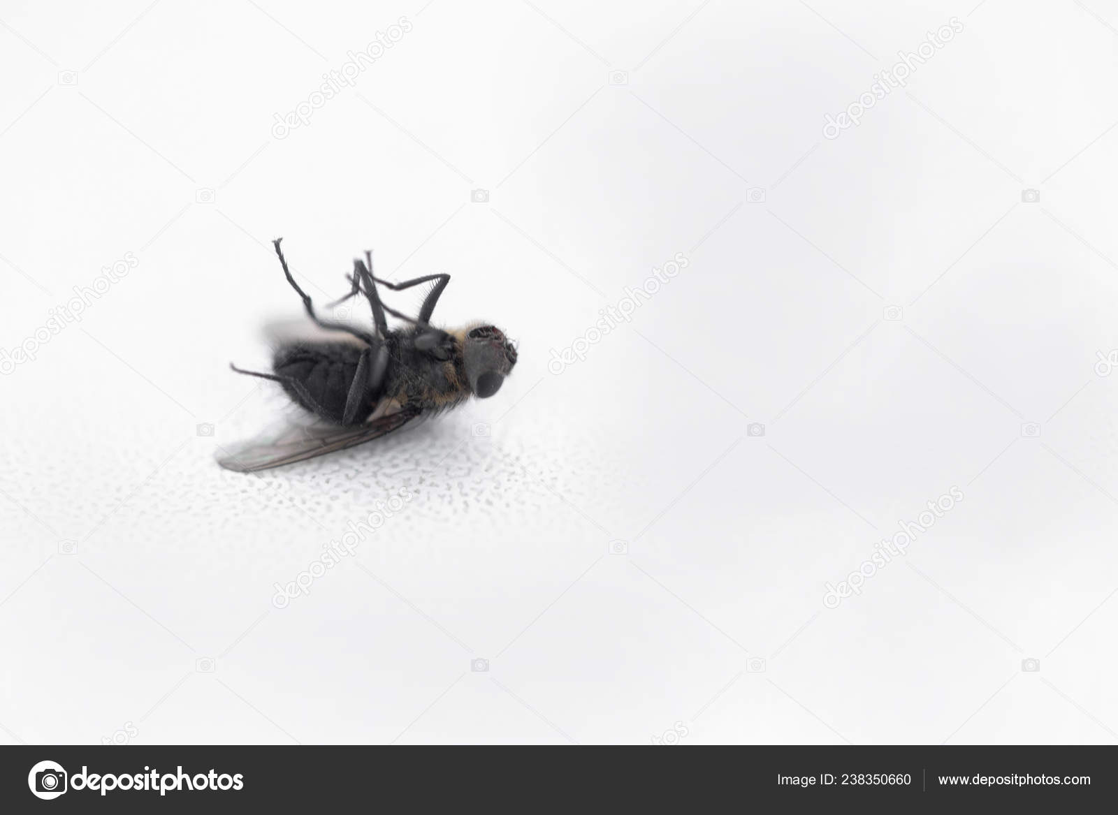 Dead Fly White Windowsill Stock Photo C Nadyginzburg 238350660